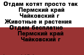 Отдам котят просто так - Пермский край, Чайковский г. Животные и растения » Отдам бесплатно   . Пермский край,Чайковский г.